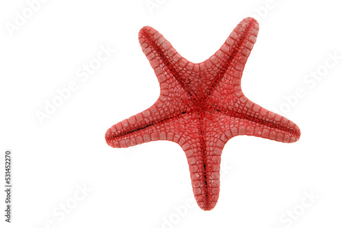 Red starfish backside isolated on transparency photo png file 