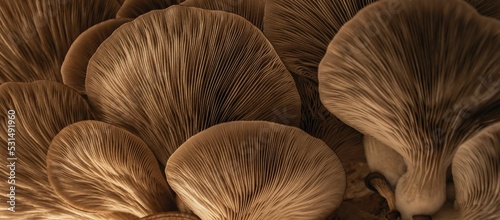 Closeup of large, light brown oyster mushrooms under gentle lighting in a forest
