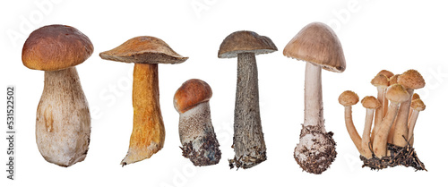 group of six edible mushrooms kinds isolated on white