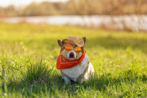 cute corgi dog puppy in sunglasses and straw hat sitting on a summer meadow in green grass