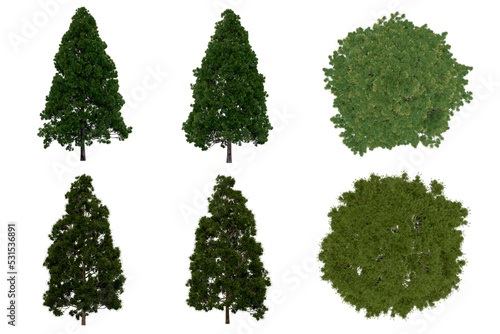 3d rendering of Cryptomeria Japonica PNG vegetation tree for compositing or architectural use. No Backround. 