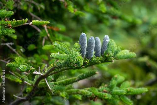 A lush green fir tree in a forest with multiple blue colored pine cones standing upward. The buds are covered in sap. The branch is hanging downward with the weight of the cones. 