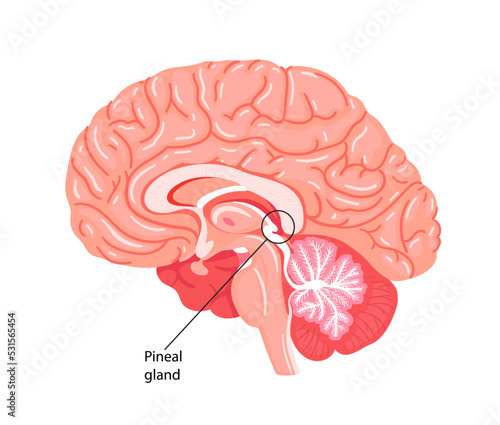 The pineal gland, conarium, or epiphysis cerebri. 