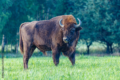 Żubr duży młody byk