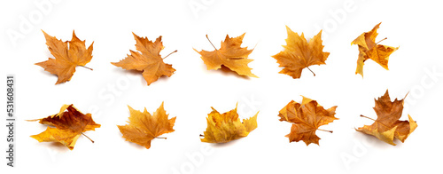 Sycamore Autumn Leaf Isolated