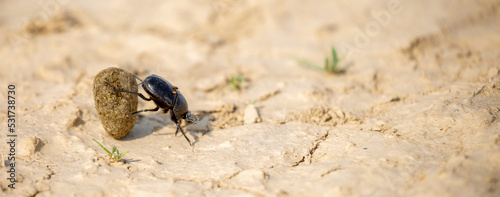 A scarab beetle rolls a ball of dung through the desert of Egypt. Dung beetle rolling a dung ball. Insect life, wildlife.