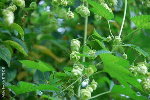 Green fruits of hops. The spherical fruits of the plant hang on long thin stems. They are slightly elongated and have several short green petals. There are several seeds on one branch.