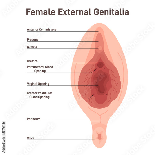 Female external genitalia, vulva. Labia majora and labia minora