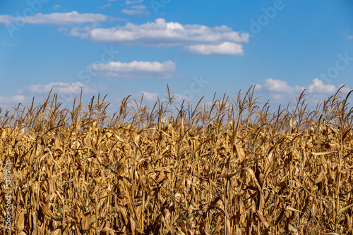 golden ear of wheat against the sky.