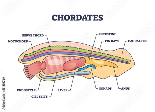 Chordates zoology and detailed anatomy structure outline diagram. Labeled educational scheme with notochord, nerve chord, endostyle or gill slits vector illustration. Caudal fin and rays location.