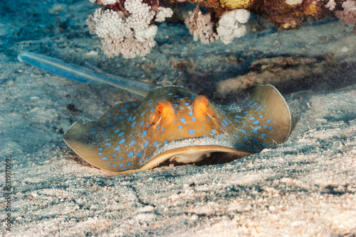 Blue spotted stingray (Myliobatoidei) cartilaginous fish on sandy bottom in tropical underwaters. Skate in underwater wild animal world. Observation of wildlife ocean. Scuba diving in Ecuador coast