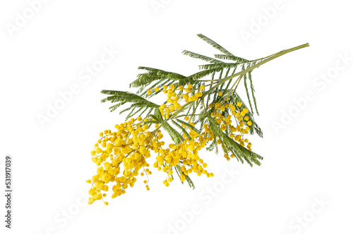 Bouquet of fresh spring yellow flower mimosa isolated on white background, as a gift for Mom's day or Valentine's day. Floral symbol of spring, heat and sun, png, DOF. Shallow depth of field