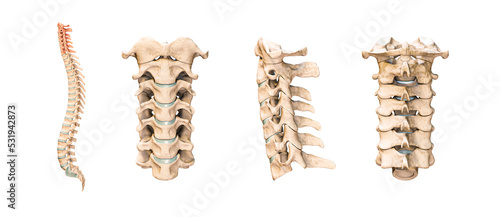 Accurate human cervical vertebrae or bones isolated on white background 3D rendering illustration. Anterior, lateral and posterior views. Anatomy, medical, osteology, healthcare, science concept.