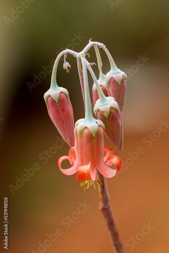 Pig's ears, varkoorblare or varkoor (Cotyledon orbiculata) flowers. Cape Town. Western Cape. South Africa