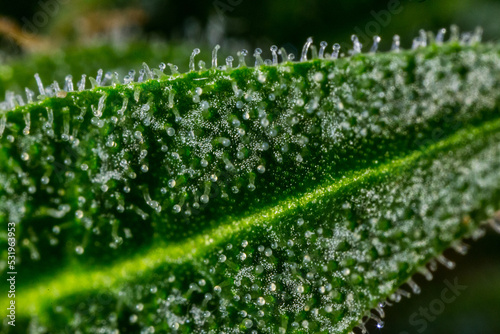 Close up macro of cannabis flower trichomes