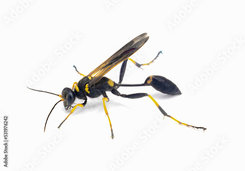 yellow legged, black and yellow or black waisted mud dauber wasp - Sceliphron caementarium - is a species of sphecid wasp. Isolated on white background