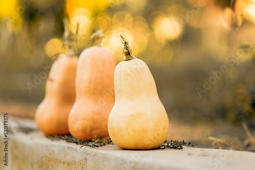 Orange halloween butternut pumpkins in sunny autumn day on golden background. Vegan eco farming. Healthy food. 