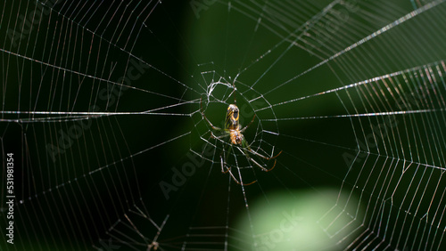 La araña del huerto (Leucauge venusta), es un arácnido perteneciente a la familia Tetragnathidae, del orden Araneae. Esta especie fue descrita por Walckenaer en 1841, originalmente bajo el nombre Epei