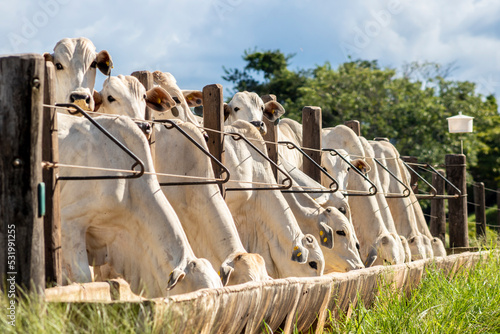 Herd of zebu Nellore animals in a feeder area of a beef cattle farm in Brazil
