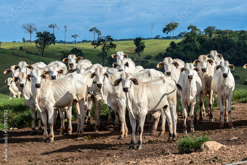 Herd of zebu Nellore animals in a pasture area of a beef cattle farm in Brazil