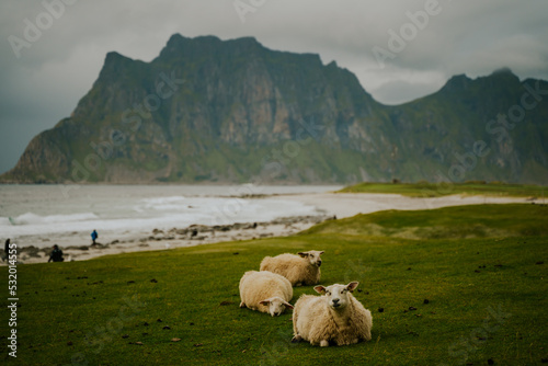 Owce na plaży