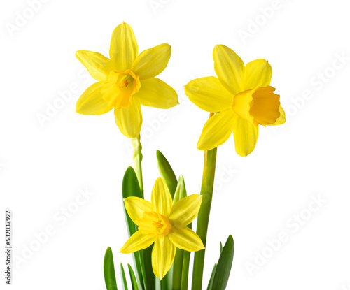 Daffodils or narcissus isolated on transparent background. Spring yellow flowers.