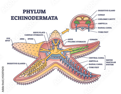 Phylum echinodermata or starfish anatomy with inner structure outline diagram. Labeled educational detailed scheme with zoology description for sea life animal inner organs vector illustration.