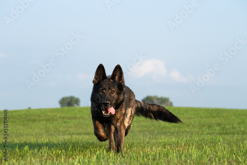 Selective focus on beautiful sable German Shepherd dog running forward through a green grassy field on a farm toward viewer with tongue out in shallow depth of field for bokeh