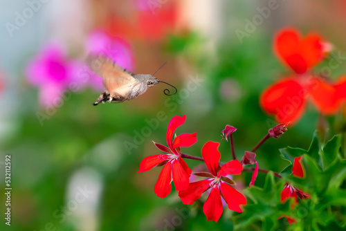 Hummingbird hawk-moth, Macroglossum stellatarum, Dlouhozobka svízelová,