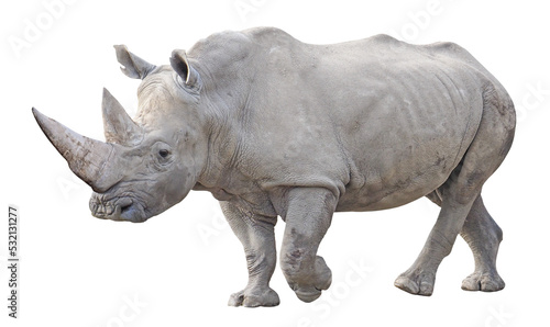 Southern white rhinoceros (Ceratotherium simum simum), PNG, isolated on transparent background