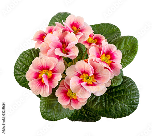 Closeup of an Isolated pink primrose flower