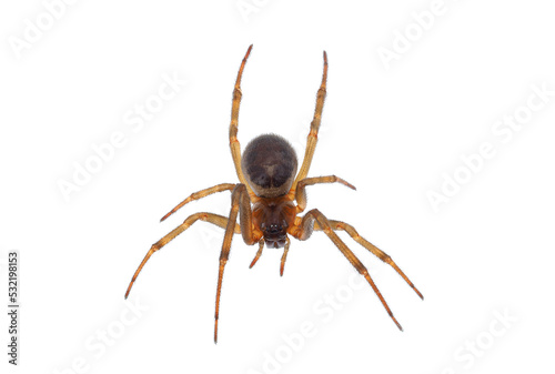 Noble false widow spider isolated on white background, Steatoda nobilis old mature female