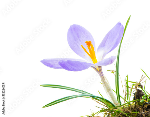 Macro of a isolated purple crocus flower