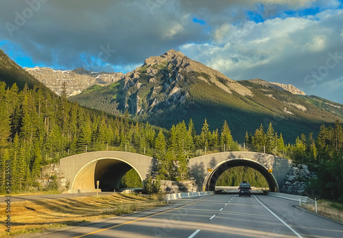 Animal bridge on highway through Banff National Park, Canada.