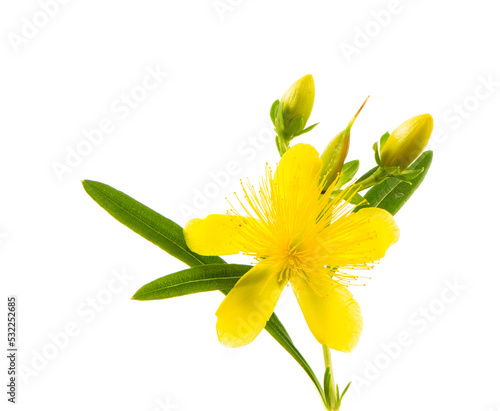 Isolated blossom of a hypericum flower