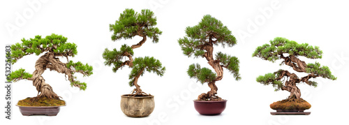 juniper bonsai trees, old and twisted