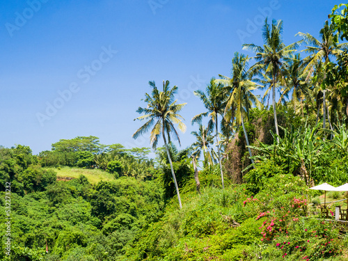 Indonesia, Bali, Ubud. Palm trees and forest near the Tegenungan Waterfall.