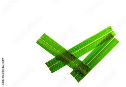 Lemongrass Leaves with Writing Space