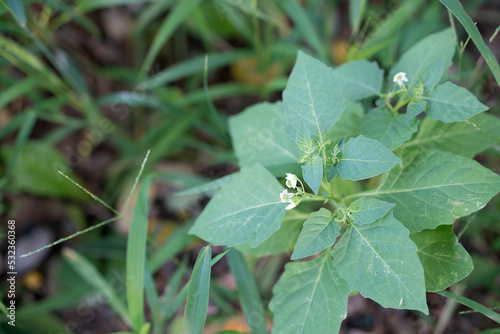 Small growing nightshade in wild grass
