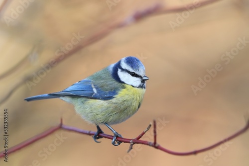 A blue tit sitting on the branch. Portrait of a colorful titmouse. Cyanistes caeruleus