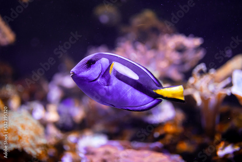 Dory, fioletowa ryba tropikalna
