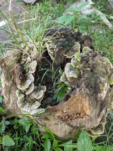 Trichaptum Biforme, a voracious fungus decomposer of dead wood, hardwood stump, or logs