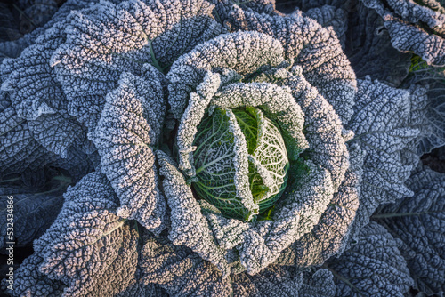frosted savoy cabbage in the garden