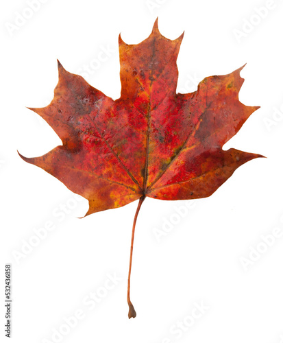 red fallen autumnal maple leaf