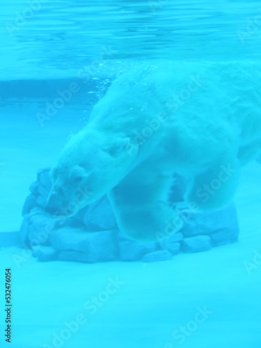 Polar bear swimming in water in zoo, Singapore