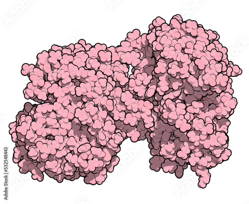 Lactoferrin protein. Lactoferrin is an iron-binding protein that is part of the innate immune system. It is involved in the binding and transport of iron ions but also has antimicrobial properties.