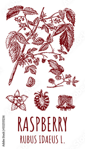 Drawings of Raspberry. Hand drawn illustration. Latin name RUBUS IDAEUS L. 