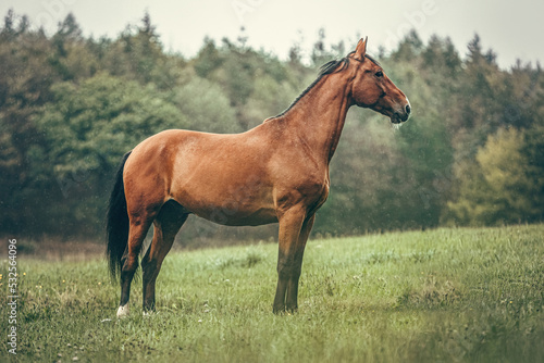 Autumnal portrait of a bay brown trotter horse on a pasture outdoors at a rainy day