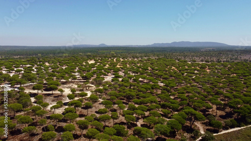 Pine trees forest around the Albufeira lagoon - Sesimbra - Lisbon - Portugal