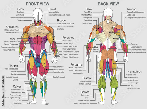 The graphic shows the location of the muscles of the human body with their names on a gray background. Vector image